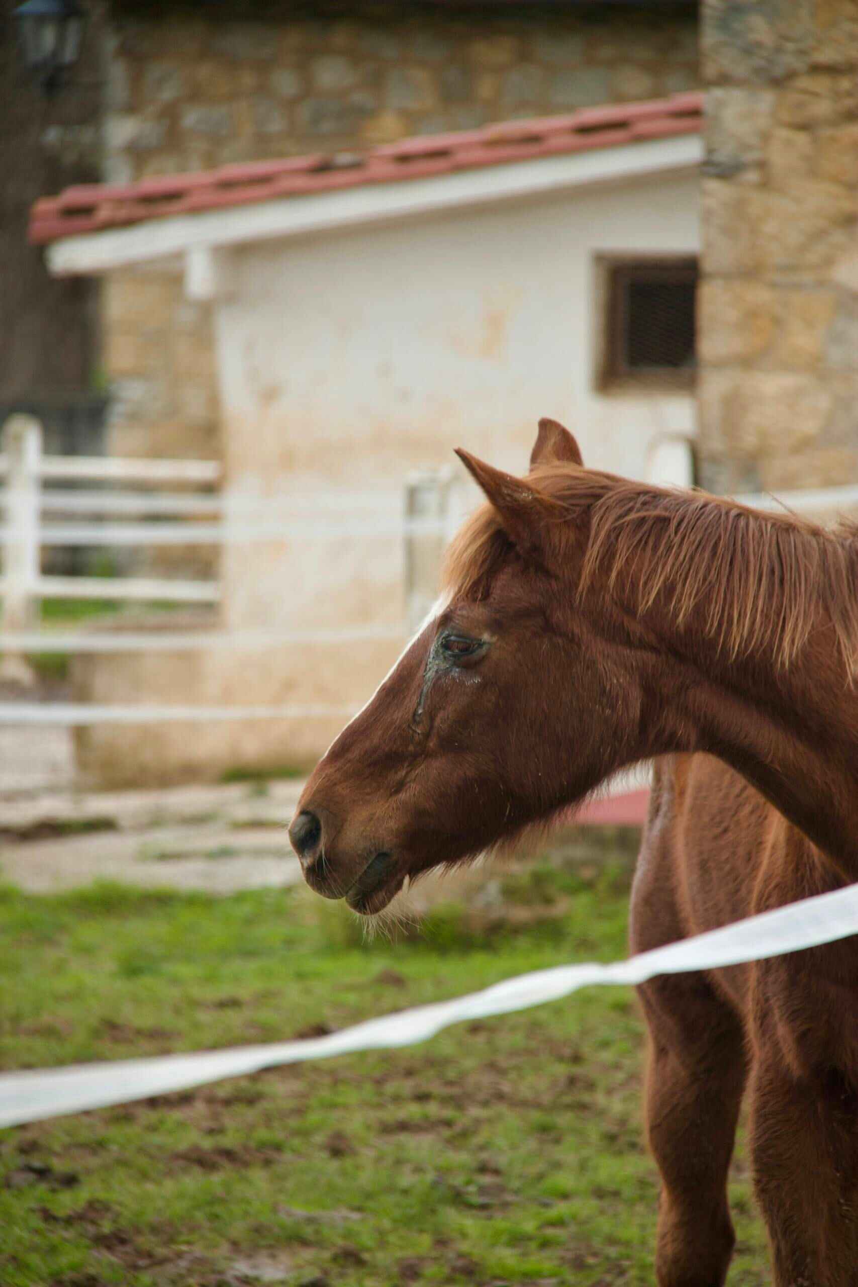 A close-up portrait of a brown horse standing in a farm enclosure.