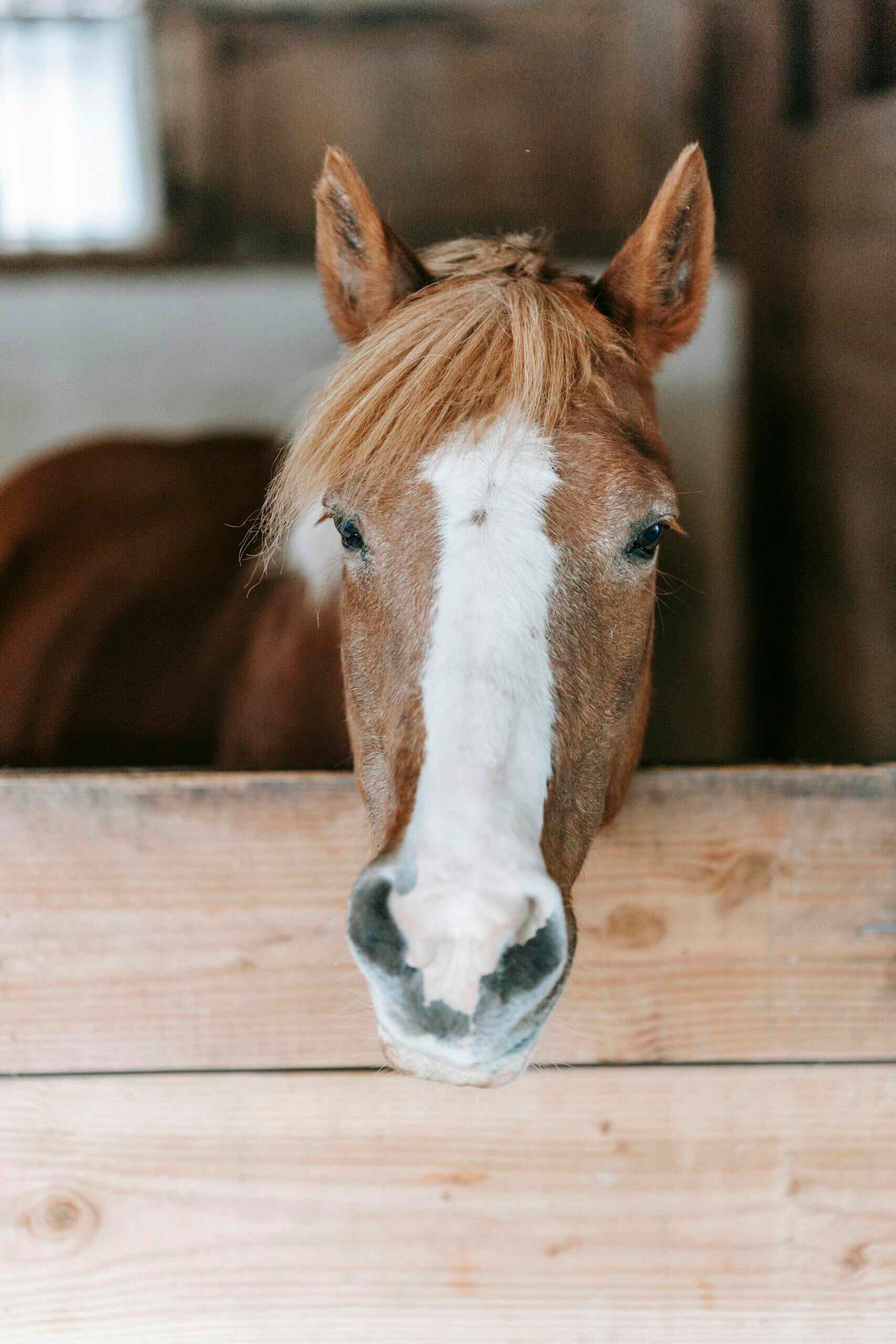 Warm-toned close-up image of a horse peering over a stable door, highlighting its gentle expression.